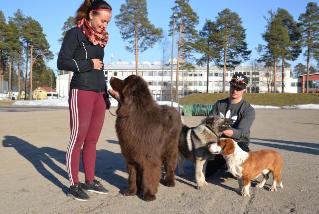 Emmi Purhonen ja Timo Lintunen osallistuivat Varkauden tapahtumaan koiriensa Uunon, Aslakin ja Ekin kanssa.