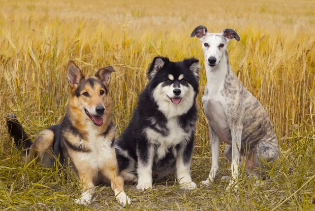 kolme eri rotuista koiraa istuvat pellon reunalla