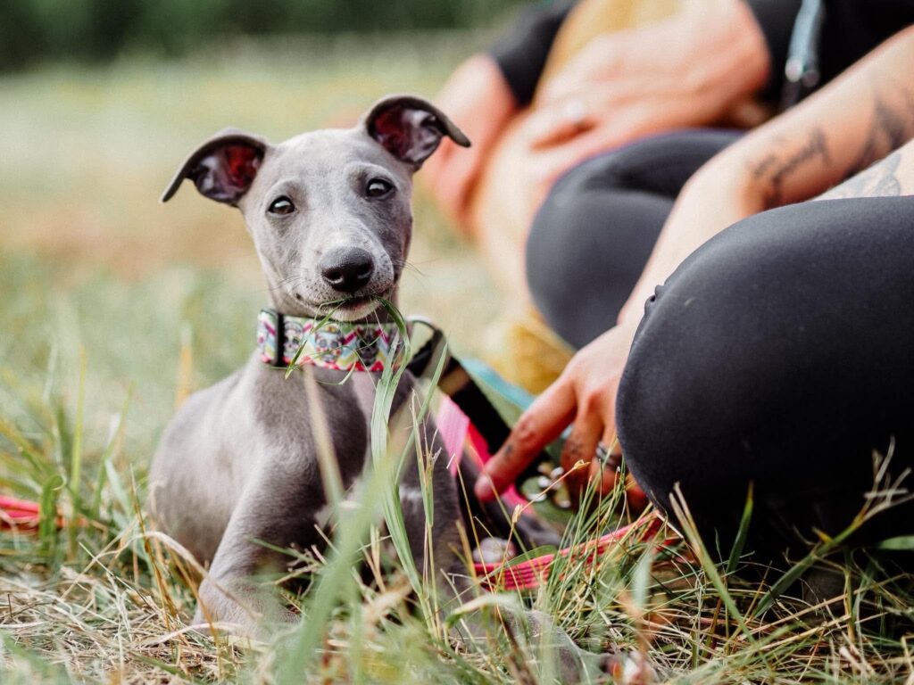 Whippetin pentu ihmisten kanssa nurmikolla