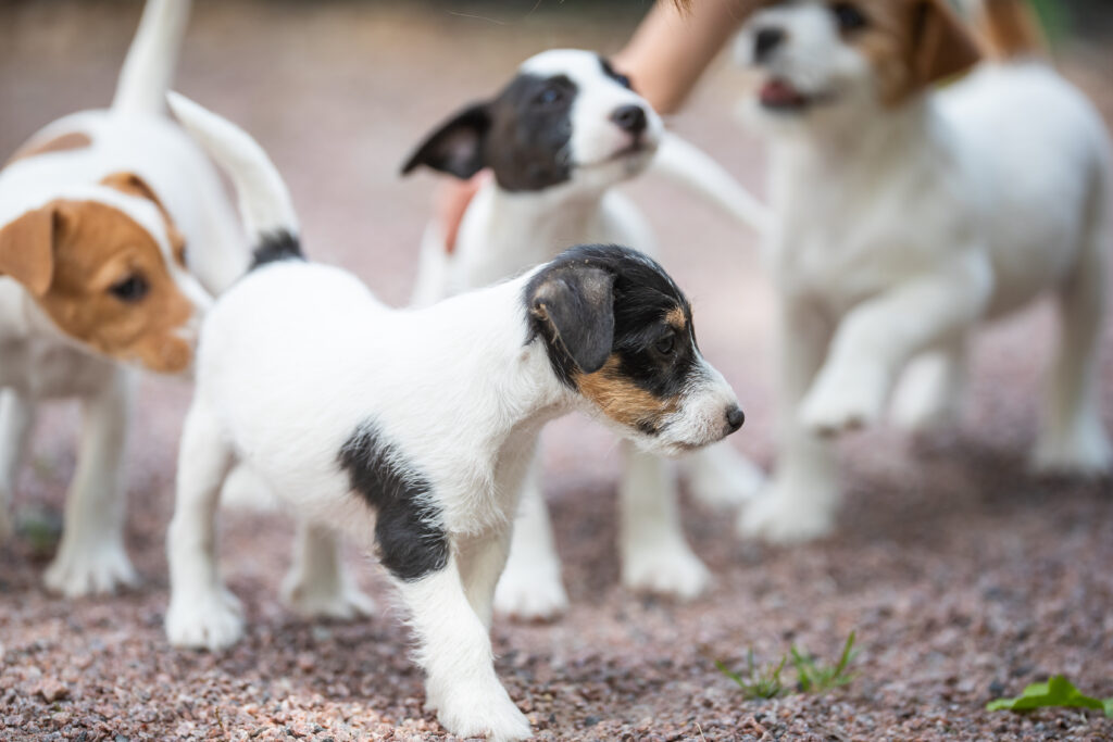 Jackrussellinterrierin pentuja leikkimässä ulkona