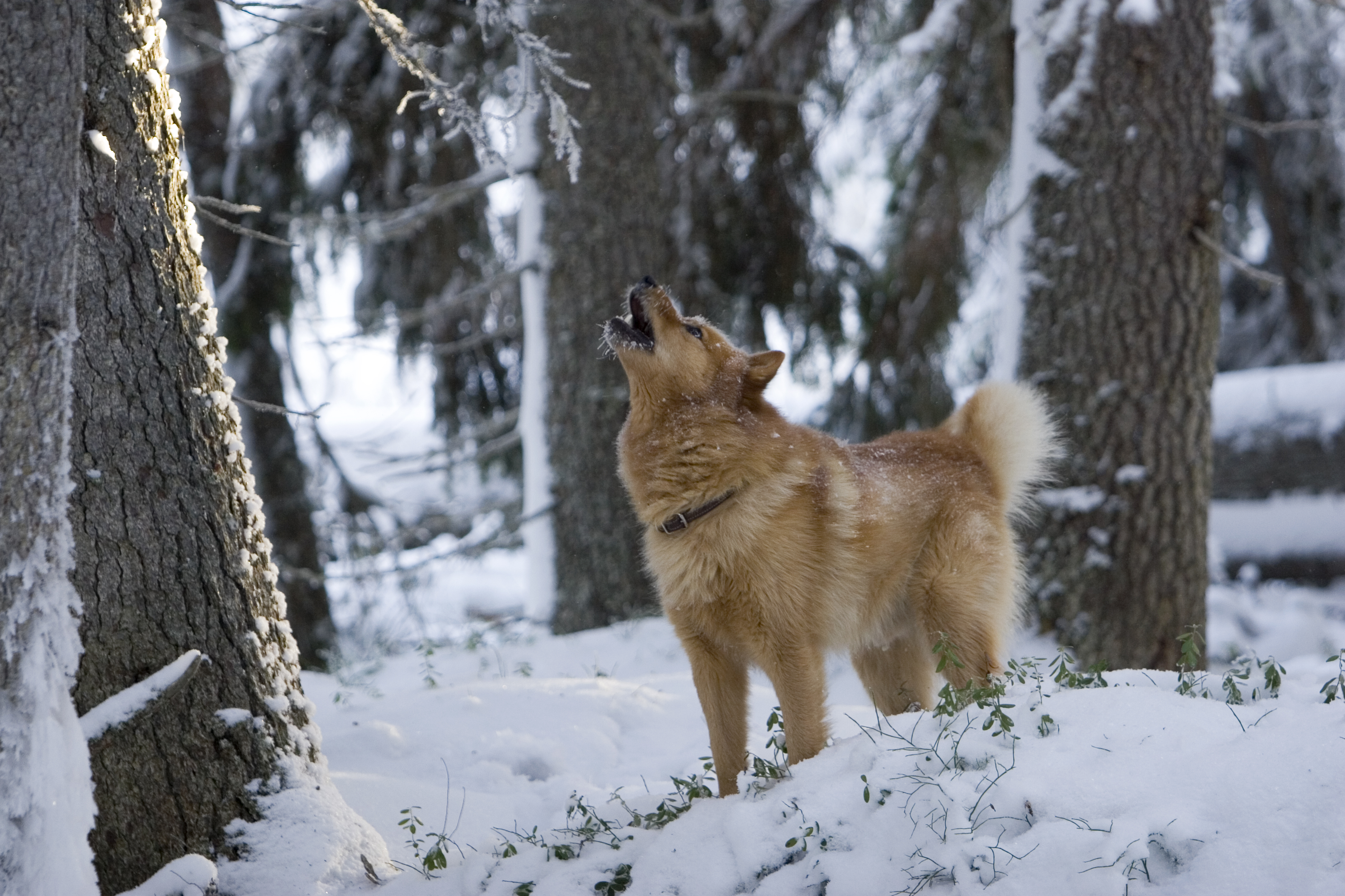 The Suomenpystykorva: A Unique and Loyal Dog Breed 5 Suomenpystykorva Personality