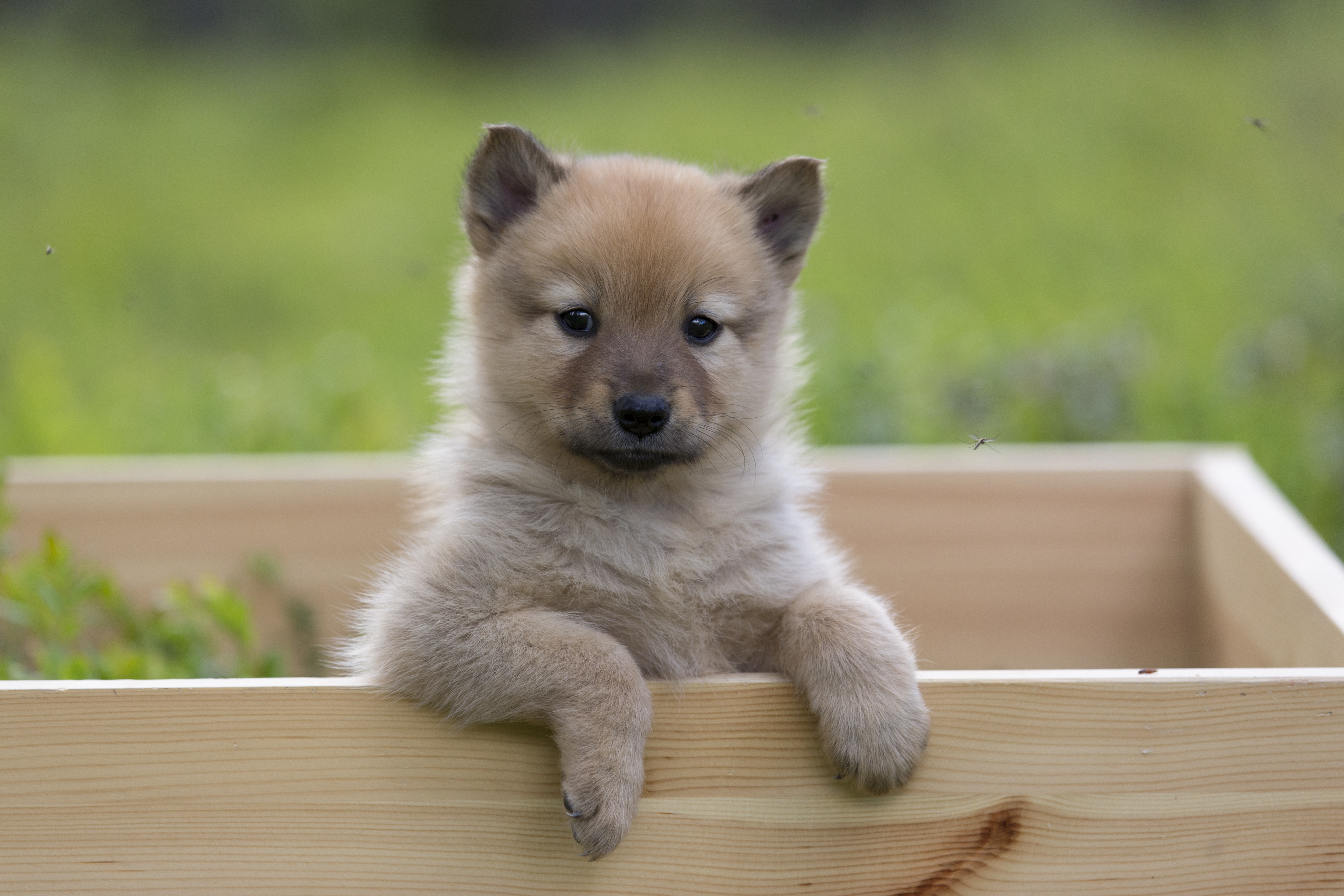 Pirjo Onza is the new Executive Director of the Finnish Kennel Club