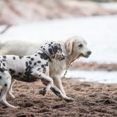 Kaksi koiraa leikkimässä koirapuistossa