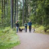 Nuret kävelevät metsässä koirien kanssa