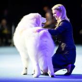 Koirakko Voittajan 2024 ryhmäkilpailuissa