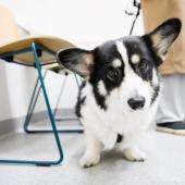Corgi eläinlääkärissä