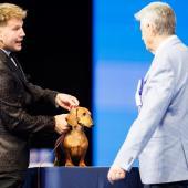 Ulkomuototuomari arvostelemassa mäyräkoiraa