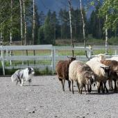 Shetlanninlammaskoira paimentaa lampaita