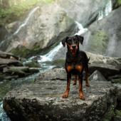 Koira seisoo luonnon vesiputouksen edessä