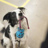 Bordercollie lelu suussa