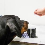 Koira tutkimassa doping-näytettä
