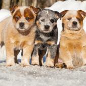 Australiankarjakoirapennut_1440 x 960_Aino Pikkusaari