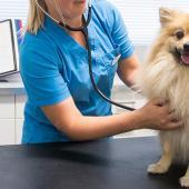 pieni koira istuu eläinlääkärin vastaanotolla tutkittavana