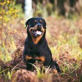 Vuoden 2020 sankarikoira rottweiler Hilma istuu luonnossa