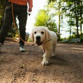 Labradorinnoutajanpentu omistajan kanssa