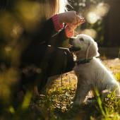 Labradorinnoutajanpentu omistajan kanssa