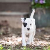 jackrusselinterrieripentu