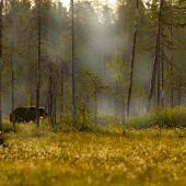Karhu metsässä iStock_1440 x 960