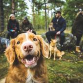 Novascotiannoutaja katsoo iloisena kameraan metsämaisemassa, taustalla näkyy ihmisiä ja koiria tauolla istumassa kivillä.