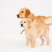 kaksi kultaistanoutajaa seisovat lumessa