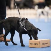 musta koira haistelee pahvilaatikoita noseworkin laatikkoetsinnässä koiramessuilla