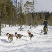Koiravaljakko lumisessa maisemassa