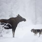 Hirvi ja koira lumisessa metsässä