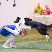 Bordercollie koiratanssimassa