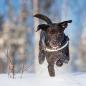 Labradorinnoutaja lumessa_Jukka Pätynen