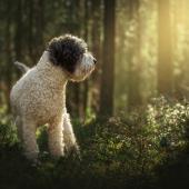 Lagotto_Paula Grekelä_1440 x 960