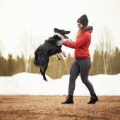 Bordercollie hyppää