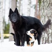 Kaksi koiraa lumisessa maisemassa
