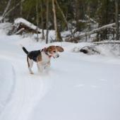 Beagle jäniksen ajossa