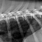 Röntgenkuva koiran selästä