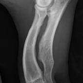 röntgenkuva koiran kyynärnivelestä