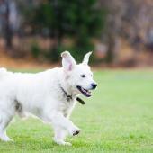 Valkoinen koira juoksee niityllä
