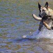 Belgianpaimenkoira malinois