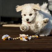 Bichon frisé pentu leikkimässä