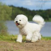 Bichon frise