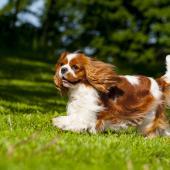 Cavalier kingcharlesinspanieli_Aino Pikkusaari