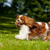 Cavalier kingcharlesinspanieli_1440 x 960_Aino Pikkusaari