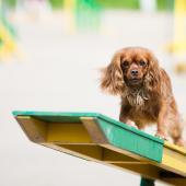 Cavalier king charlesinspanieli esteellä