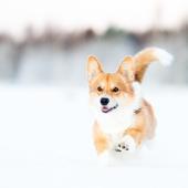 welsh corgi pembroke