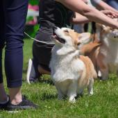 Welsh corgi näyttelyssä vihreällä nurmikolla auringon paistaessa.