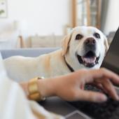 Labradorinnoutaja katselee läppärin ääressä istuvaa ihmistä. Ihmisestä näkyy vain käsi, koira on kuvassa pääosassa.
