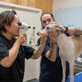 Whippet eläinlääkärin silmätarkastuksessa