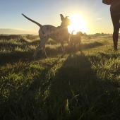 Suomen Kennelliitto on palkinnut Dalmatiankoirat – Dalmatierna ry:n, Kultainen Rengas - Golden Ring GR ry:n ja Suomen Lancashire Heeler -yhdistys ry:n Koiranpäivänä vaikuttavasta työstä rotujensa terveyden edistämiseksi.