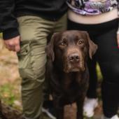 Labradorinnoutaja ja ihmiset