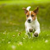 Jackrussell juoksee nurmikolla