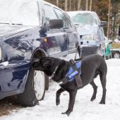 Tullikoira suorittaa autoetsintää.